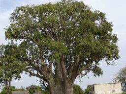 Mission DARABAO - 2011 &raquo; 3ème journée  les baobabs de Warang